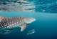 Marine Life Tours