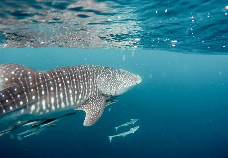 Marine Life Tours