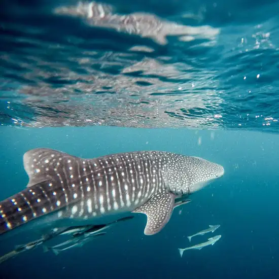 Image related to Marine Life Tours