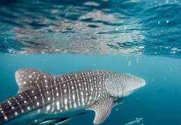 IgluCruise.Application.ViewModels.Shared.WebImageViewModel?.Description