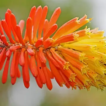 Image related to Quinta do Palheiro Ferreira Funchal Madeira Portugal