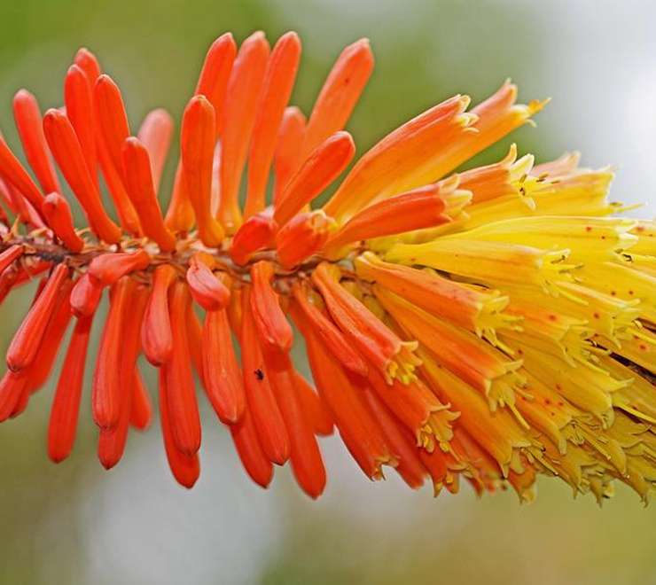 Quinta do Palheiro Ferreira