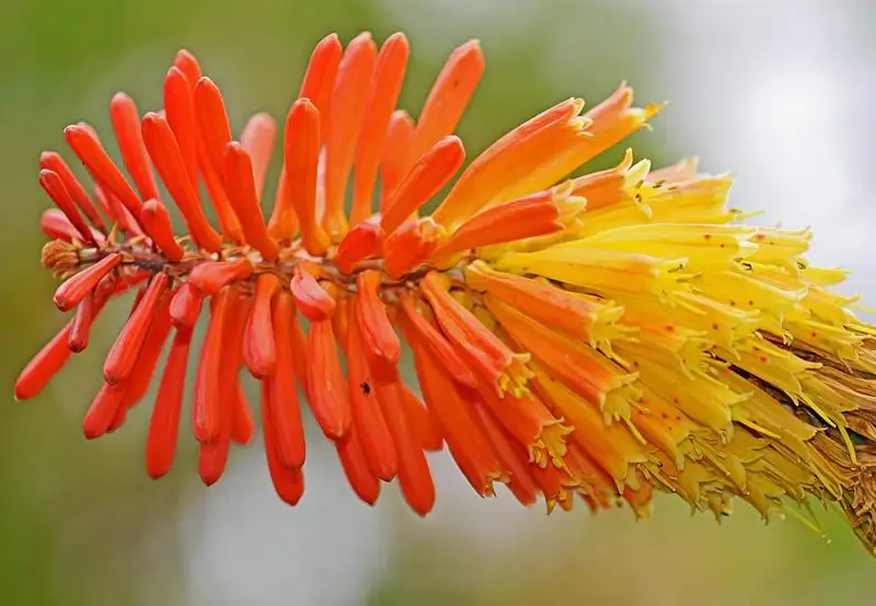 Quinta do Palheiro Ferreira Funchal Madeira Portugal