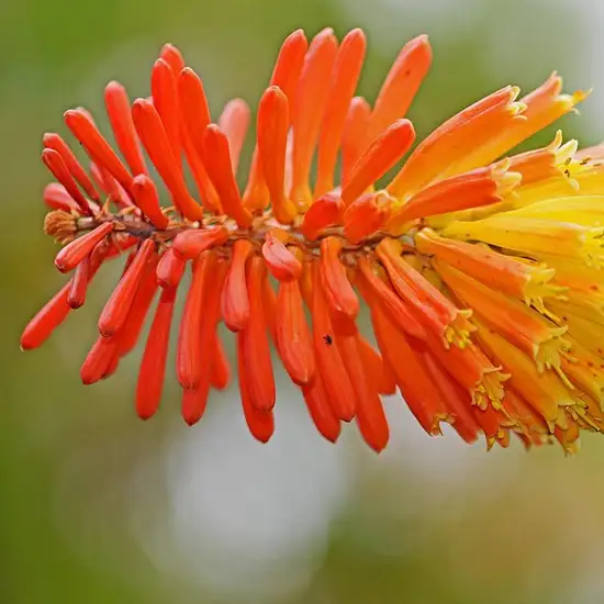 Image related to Quinta do Palheiro Ferreira