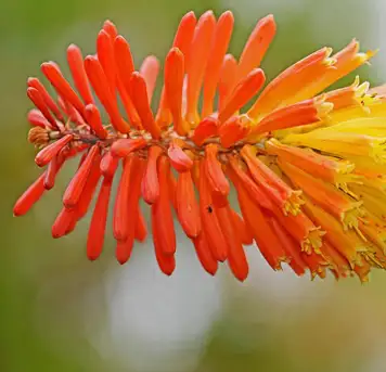 Image related to Quinta do Palheiro Ferreira