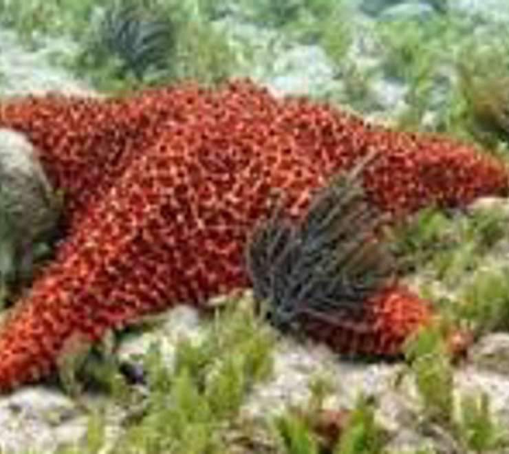 Snorkelling at the Reefs