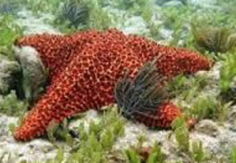 Snorkelling at the Reefs