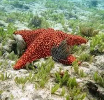 Image related to Snorkelling at the Reefs