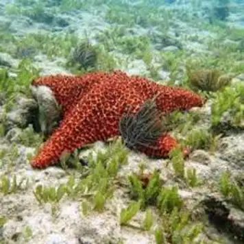 Image related to Snorkelling at the Reefs
