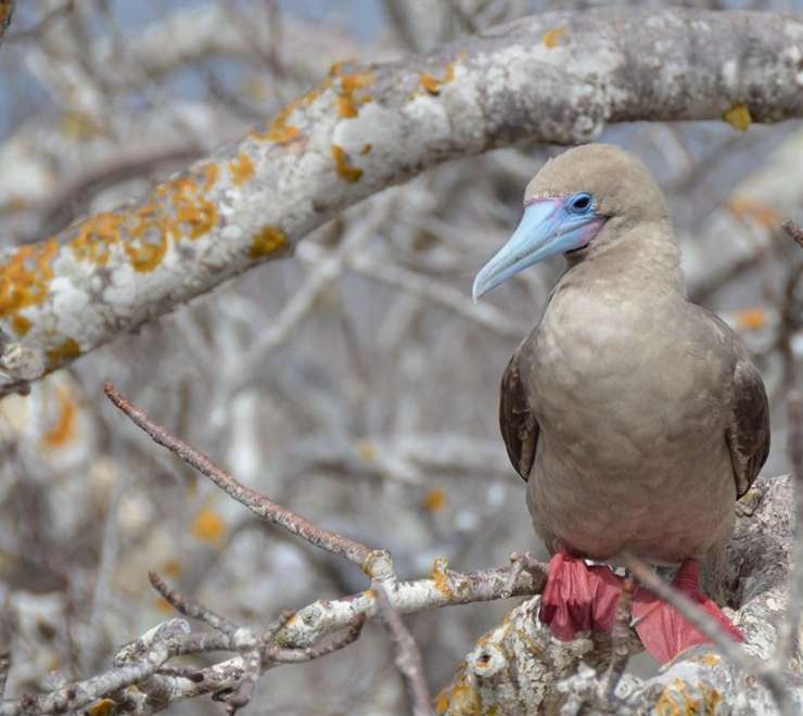 Prince Philip’s Steps (El Barranco)