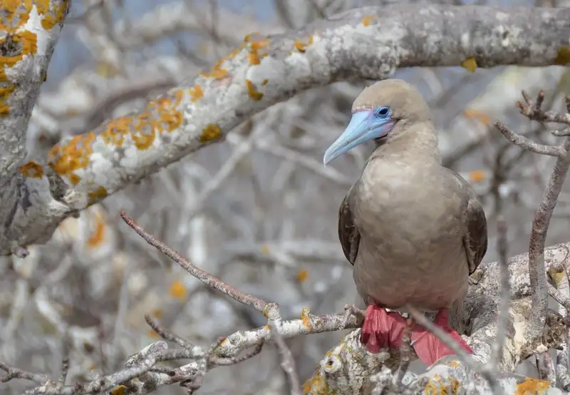 Prince Philip’s Steps (El Barranco)
