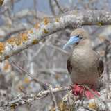 Image related to Prince Philip’s Steps (El Barranco)