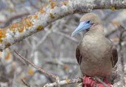 IgluCruise.Application.ViewModels.Shared.WebImageViewModel?.Description