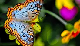 Image related to Image related to Botanical Gardens