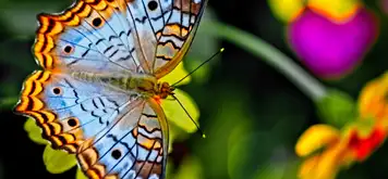 Image related to Botanical Gardens