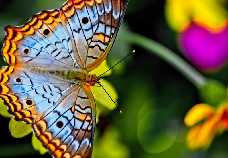 Image related to Botanical Gardens