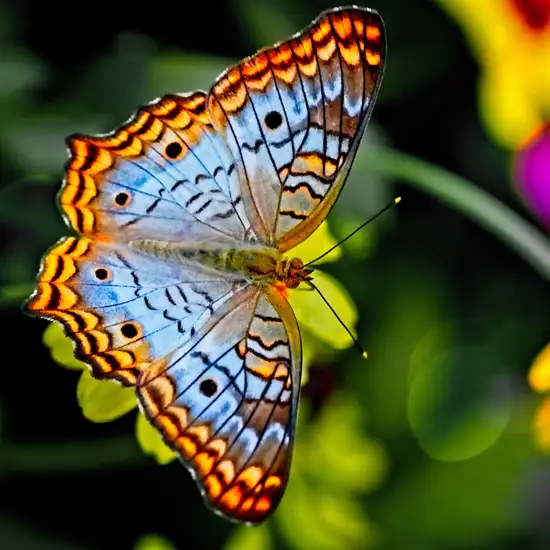 Image related to Botanical Gardens