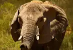 Safari at Aquila Game Reserve