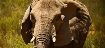 Image related to Safari at Aquila Game Reserve