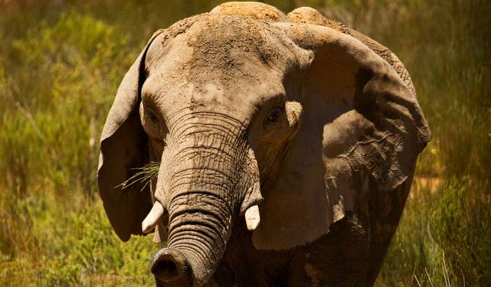 Safari at Aquila Game Reserve