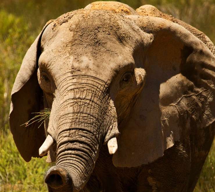 Safari at Aquila Game Reserve