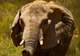 Safari at Aquila Game Reserve