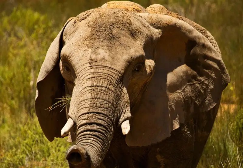 Safari at Aquila Game Reserve