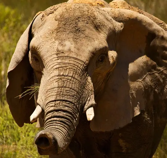 Image related to Safari at Aquila Game Reserve