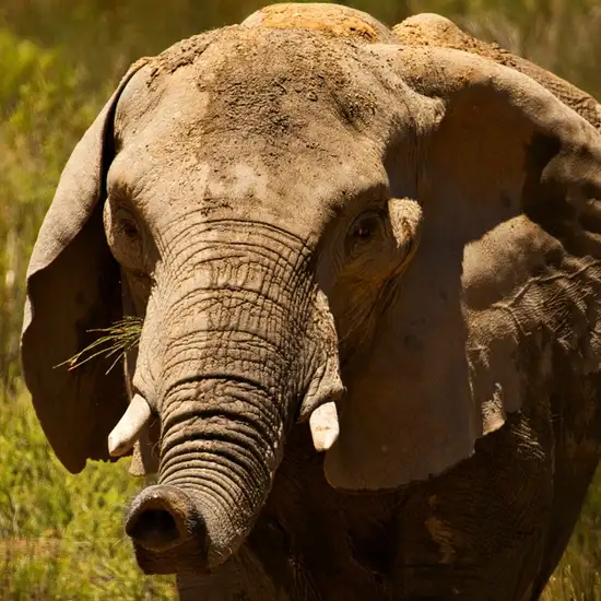 Image related to Safari at Aquila Game Reserve