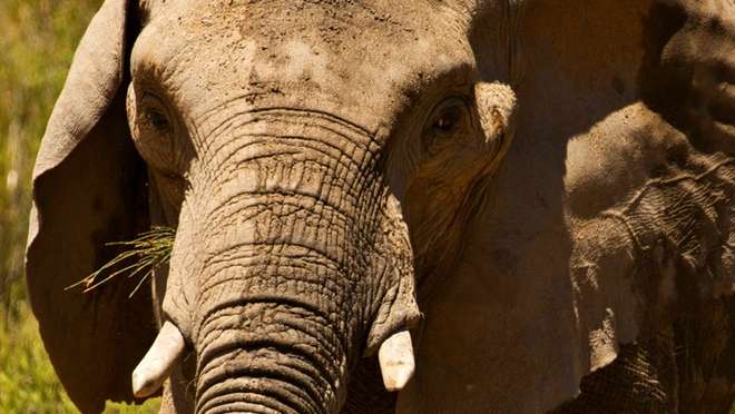 Witness Africa’s Wild Beauty on Safari