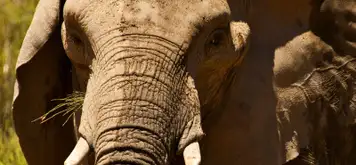 Image related to Safari at Aquila Game Reserve