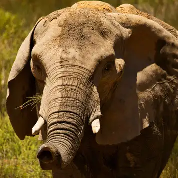 Image related to Safari at Aquila Game Reserve