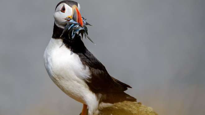 Visit a dramatic Firth of Forth nature reserve teeming with puffins, seals and seabirds.