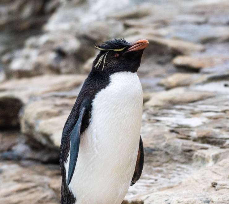 Southern Rockhopper Penguin Spotting