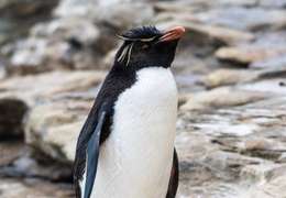 IgluCruise.Application.ViewModels.Shared.WebImageViewModel?.Description