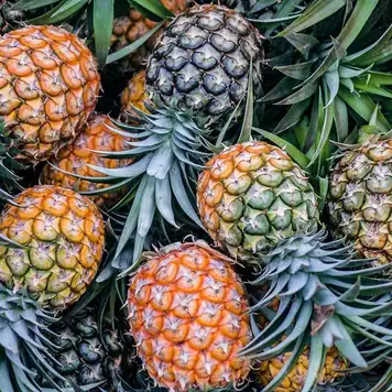 Image related to Pineapple Plantation