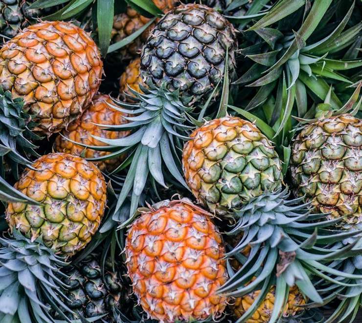 Pineapple Plantation