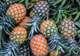 Pineapple Plantation