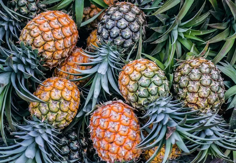 Pineapple Plantation