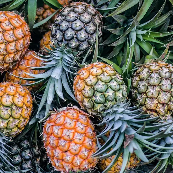 Image related to Pineapple Plantation