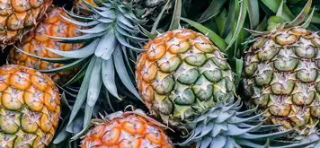 Image related to Pineapple Plantation