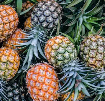 Image related to Pineapple Plantation