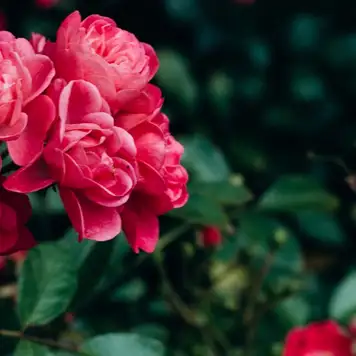 Image related to Gappo Park