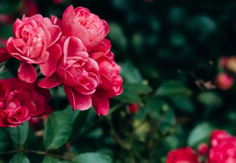 Image related to Gappo Park