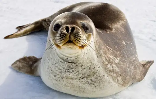 Image related to Weddell Seal
