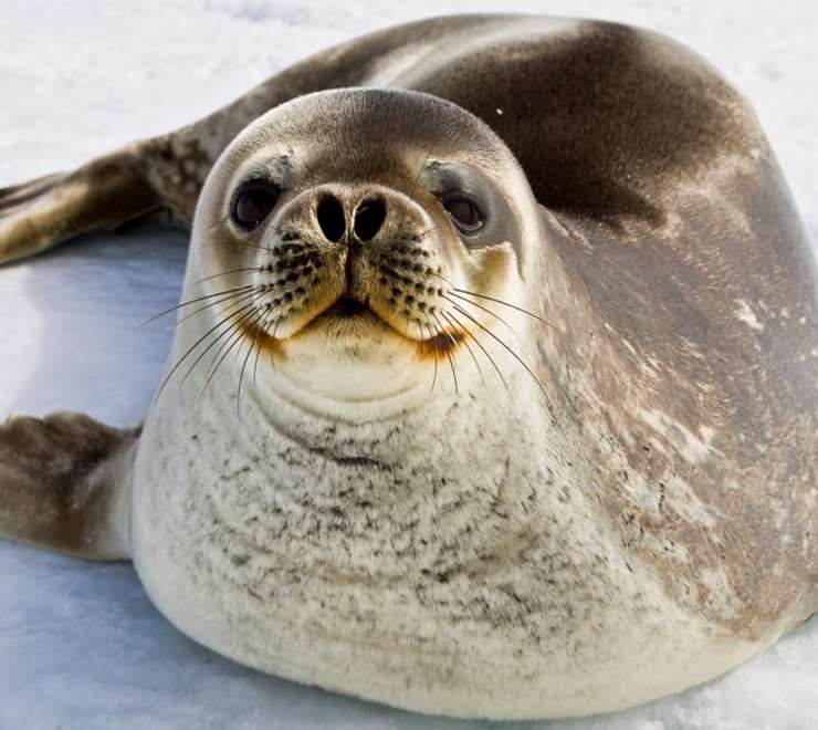 Weddell Seal