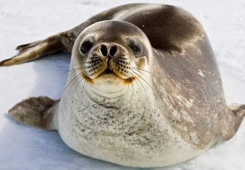 Image related to Weddell Seal