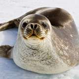Image related to Weddell Seal