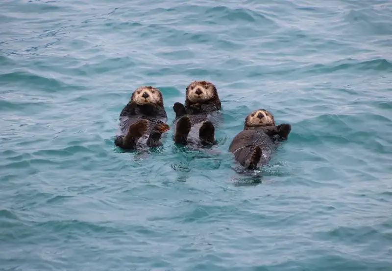 Wildlife Watching