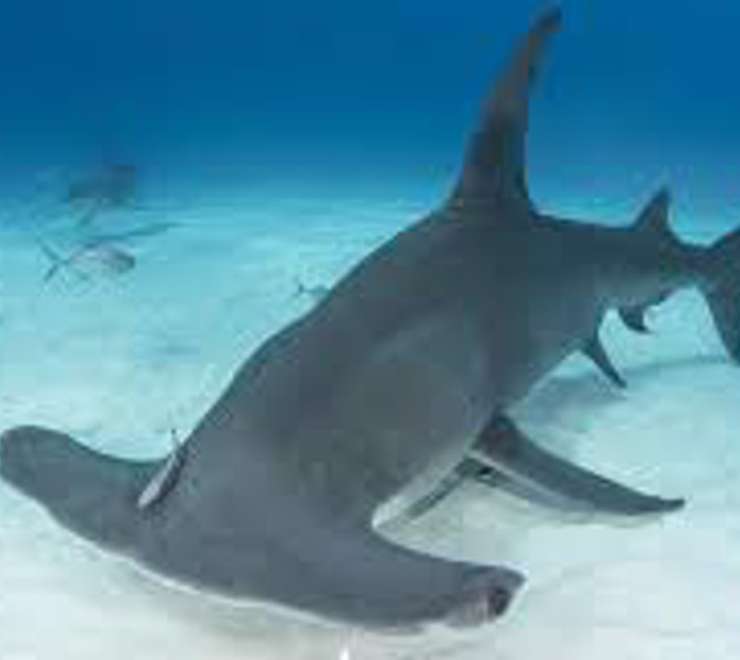Hammerhead Sightings